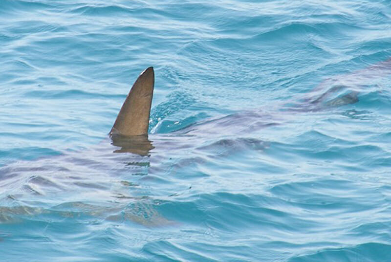 Korkunç köpek balığı saldırısı! 1 kişi öldü