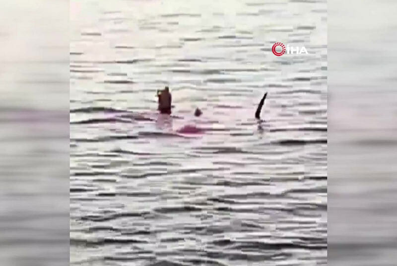 Rus turisti öldüren köpekbalığı mumyalanıyor