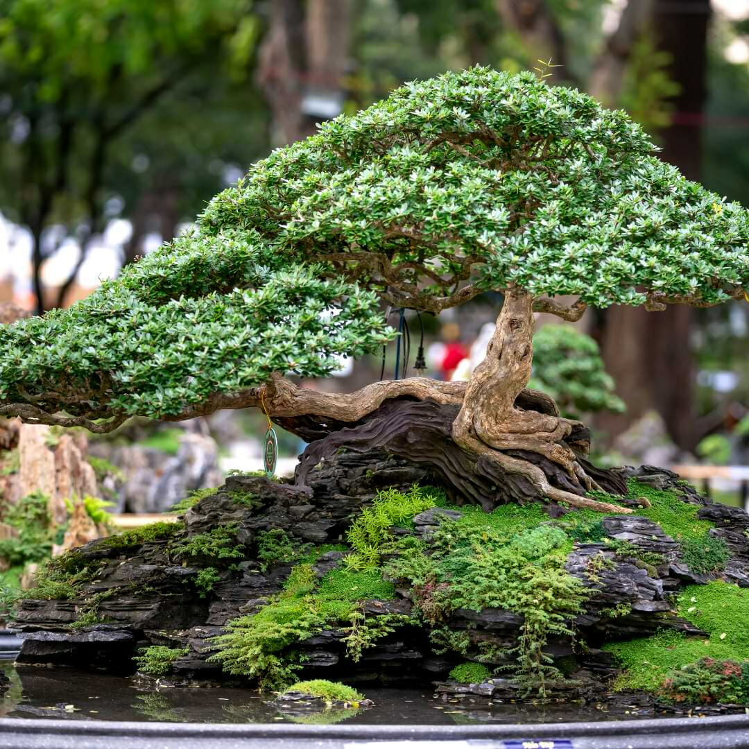 Bonsai bitkisi nedir? Neyi simgeler? - Resim : 1