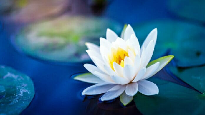 Nilüfer (Lotus) çiçeğinin anlamı nedir? - Resim : 1