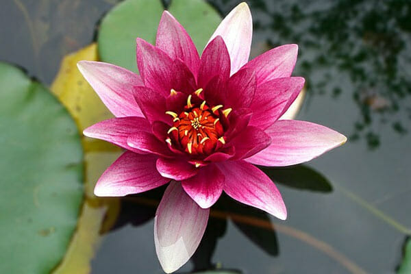 Nilüfer (Lotus) çiçeğinin anlamı nedir? - Resim : 2