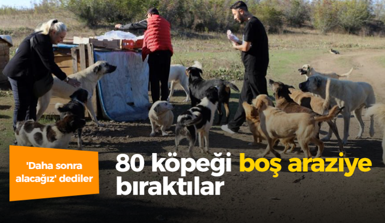 ‘Daha sonra alacağız’ dediler 80 köpeği boş araziye bıraktılar