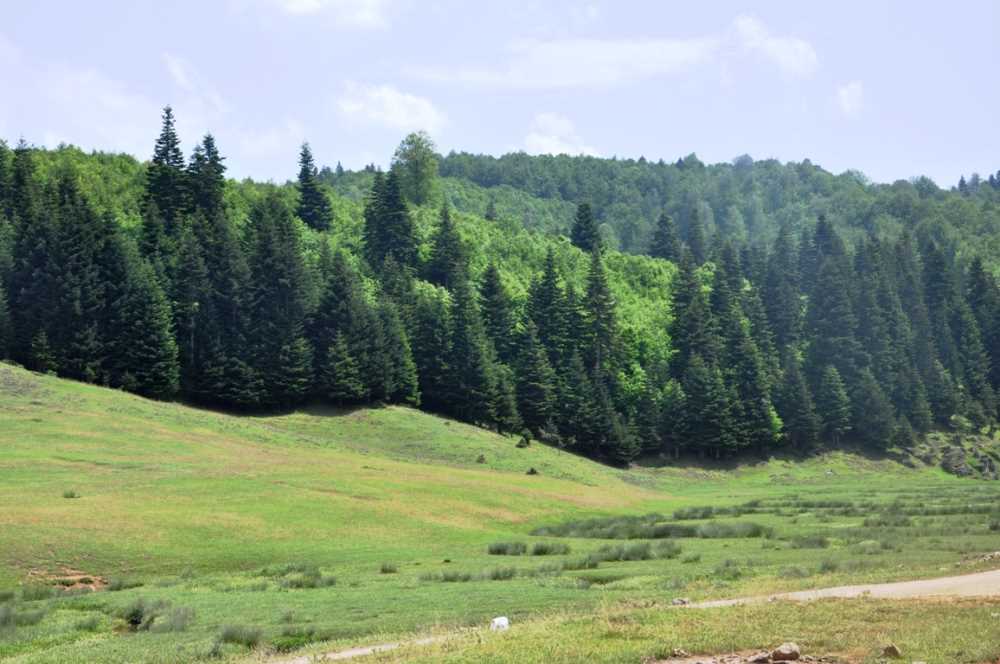 İnönü Yaylası Nerede, Nasıl Gidilir? Özellikleri - Resim : 2
