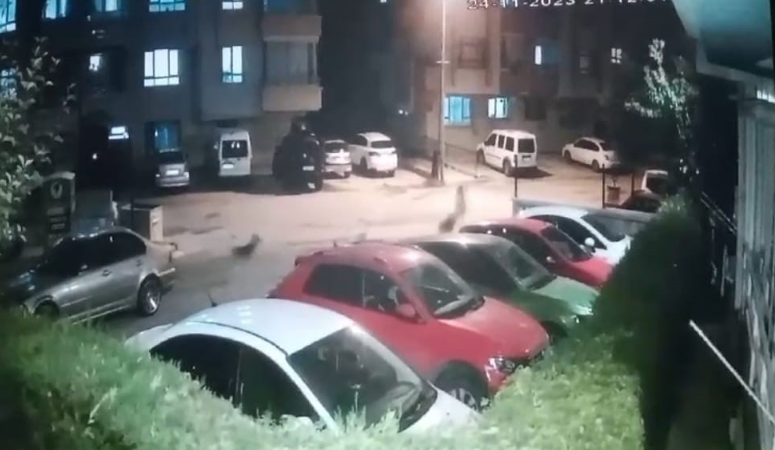 Ankara’da sokak köpeği dehşeti kamerada