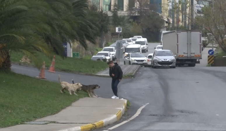 Bağcılar’da sokak köpeği saldırısı