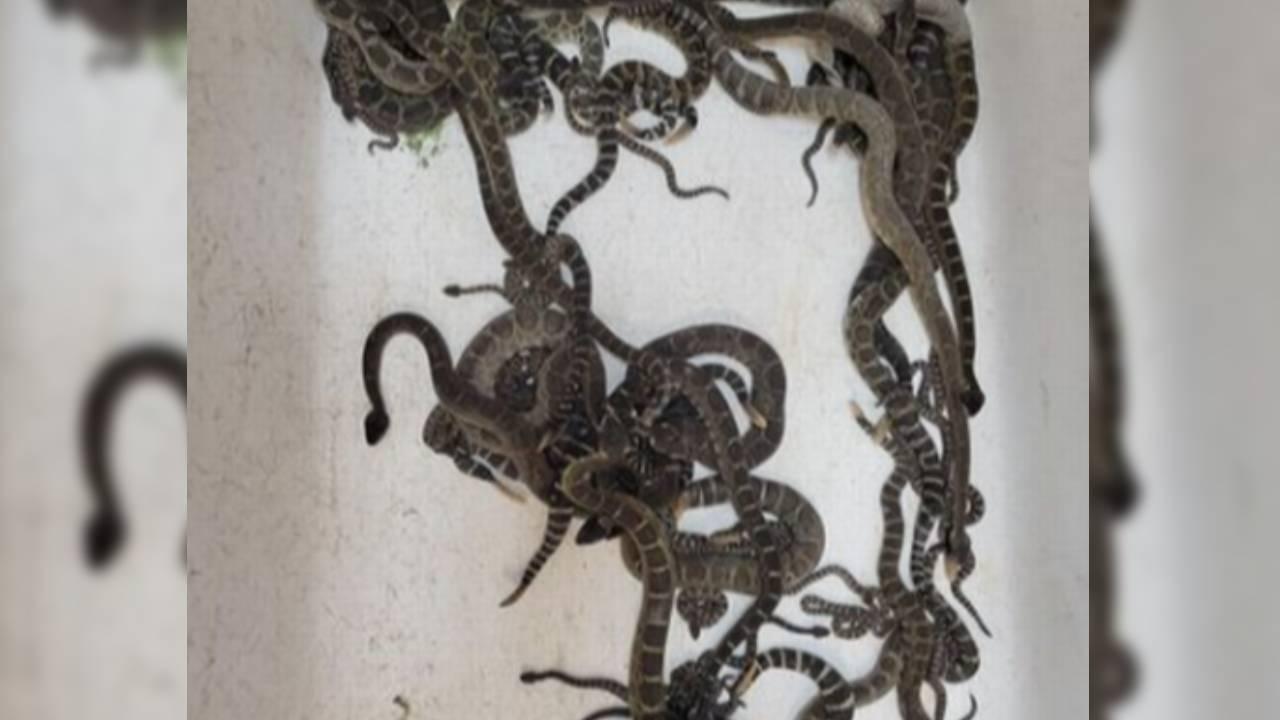 Rüyada Çıngıraklı Yılan Görmek Ne Anlama Gelir? - Resim : 1