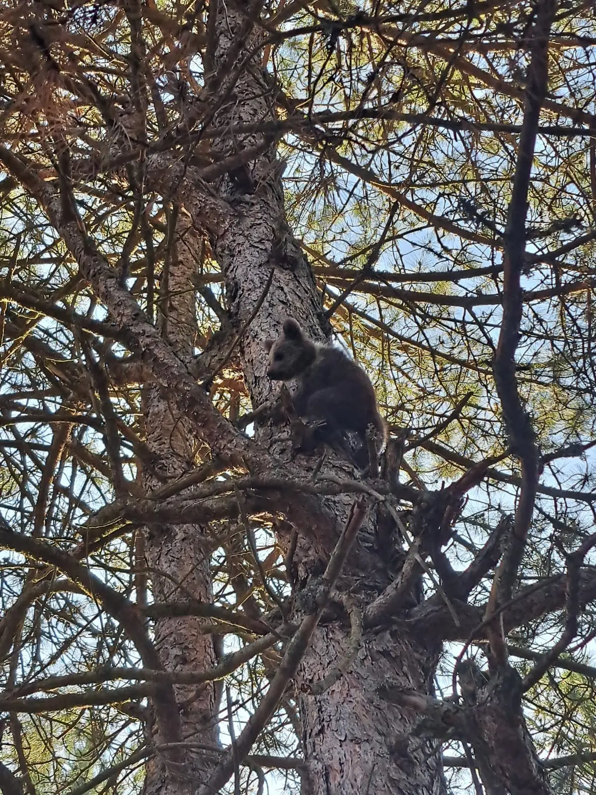 Yavru ayı korkudan ağaca tırmandı