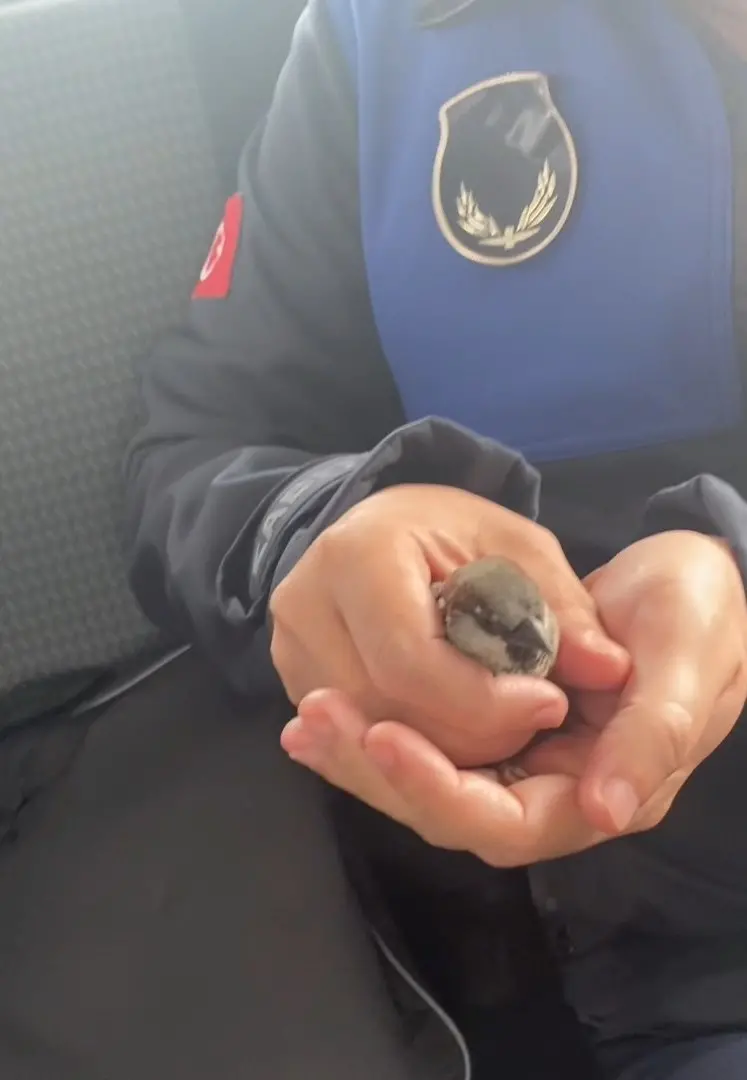 Uçamayan serçenin imdadına yetiştiler - Resim : 1
