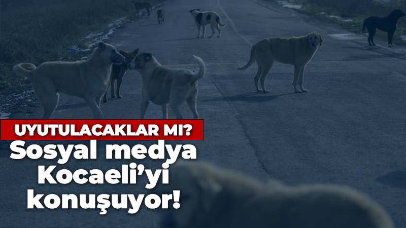Kocaeli Valisi Seddar Yavuz sosyal medyanın gündeminde: Kocaeli’de köpekler uyutulacak mı?