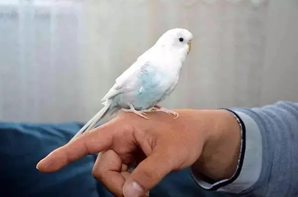 Rüyada Mavi Muhabbet Kuşu Yakalamak Ne Anlama Gelir? - Resim : 1