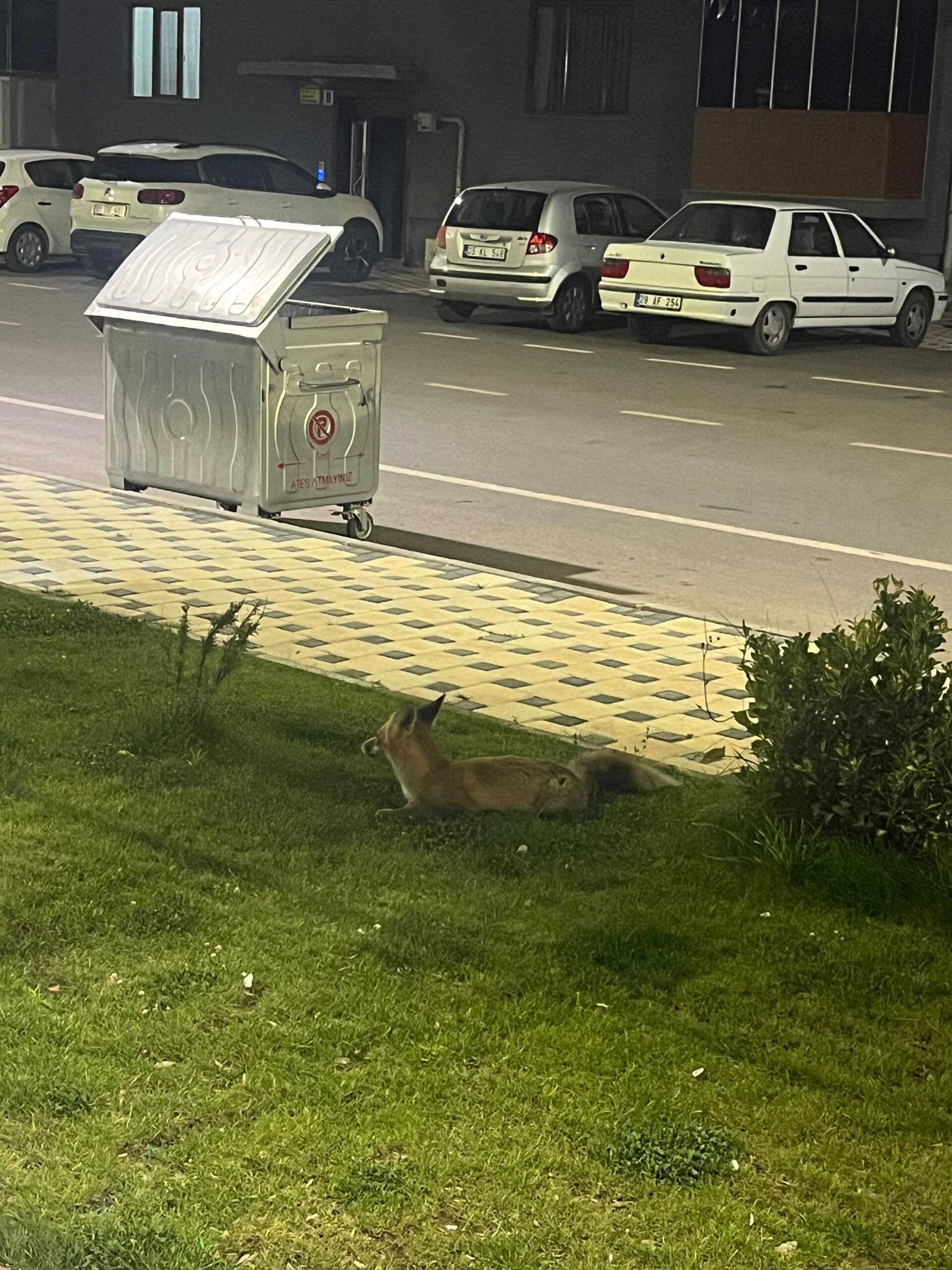 Parkta oyun oynayan çocuğun sürpriz misafiri! - Resim : 1